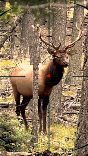 Elk Shooting | sparare all'alce | Tìr au wapiti