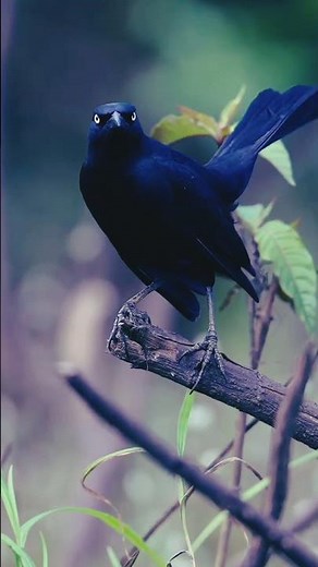 Greater Antillean Grackle | The Bold & Vocal Bird of the Caribbean.