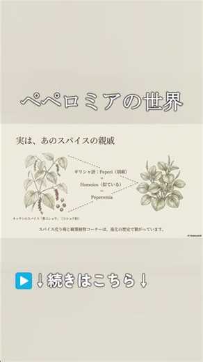 A thorough explanation of the world of Peperomia #ai #trivia #shorts #peperomia #houseplantlife #...