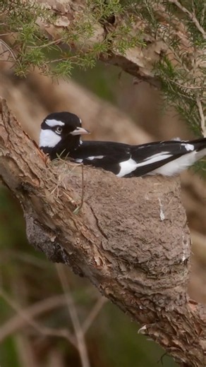 Magpie-Larks Singing a Duet on the Nest🐦🎶🪺