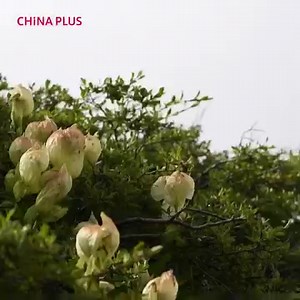 The snow lotus is a rare, high-altitude flower that grows on Qinghai-Tibet Plateau. Chinese scientists figured out how the flower can bloom on the world's highest plateau. #EcoFuture #Autumn | China Plus Culture