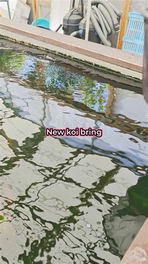 94 reactions | Bringing koi home?  Step 1: Quarantine. Step 2: Acclimate. Step 3: Watch the magic happen! #JapaneseKoi #ChampKoi #FishTok #KoiTok #KoiPond #KoiCare | Champion Nishikigoi | Facebook