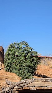 1.5K views · 85 reactions | 31_#animalseating #animals #nomnom #asmr #muckbang #fyp #outofafricapark #rhino | Brittney & Zion | Facebook