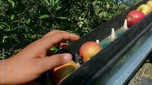Apple picking machine with farm workers in the orchard. Worker putting apples on conveyor belt of the automated picker machine, close-up shot