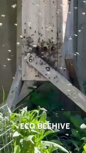 First time beekeeping
