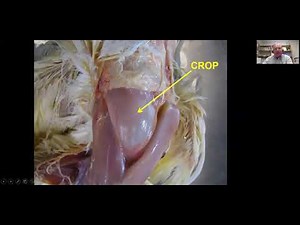 Performing a simple avian necropsy