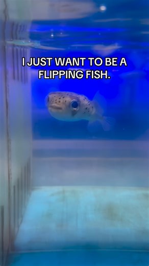 HAPPY FRIDAY!! #anyfishyouwish | Gerber's Tropical Fish