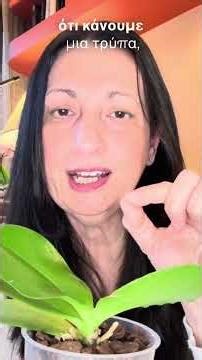 Το λάθος που κάνεις με τη λίπανση της ορχιδέας σου. #ορχιδέα #orchid