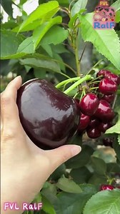 Farmers display size comparison between giant cherries and regular cherries