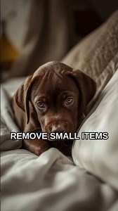 Puppy-Proof Your Home Room by Room: Complete Safety Guide