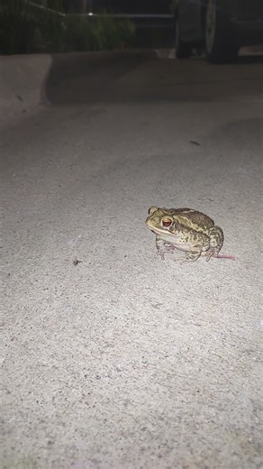 Mister Toad taking a stroll. 🐸❤️🍄👍