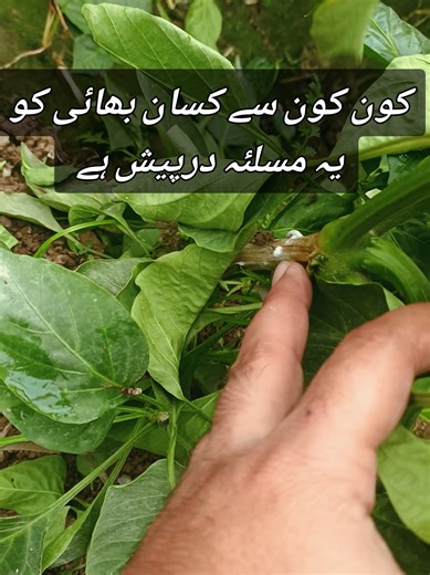 Sweet Pepper Farming Techniques and Crop Protection in Pakistan