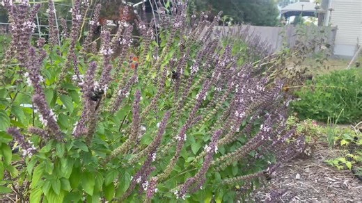 African Blue Basil - Live Plants - Etsy
