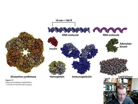 Molecules, Cells and Model Organisms (Chapter 1)