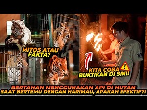 PEMBUKTIAN APAKAH HARIMAU TAKUT DENGAN OBOR API ?! BERGUNA SAAT BERTAHAN DARI SATWA BUAS !