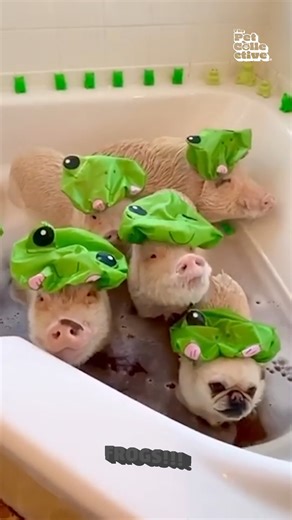 The cutest frogs we've ever seen! 🐸💕🫧 | The Pet Collective