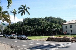 Lahaina Banyan Court Park - Alchetron, the free social encyclopedia