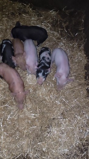 Cold night on the farm !!! | Bill Simpson