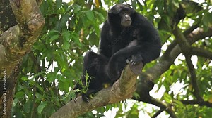 Siamang life in the tree ,The Siamang gibbon (Symphalangus syndactylus) is a long-armed, black ape.The Siamang is a threatened species, due to rapid deforestation of its habitat. The Siamang does not