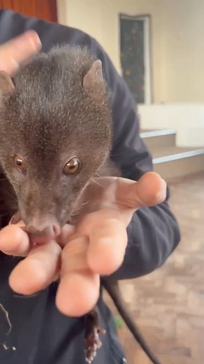 Rikki Tikki Tavi joined us in Nottage Primary School 🏫 today. The marsh mongoose is primarily a solitary species. It is an excellent swimmer and can dive for up to 15 seconds, using its feet to paddle. On land, it usually trots slowly, but can also move fast. Radio-collared marsh mongooses in KwaZulu-Natal were active from shortly after sunset until after midnight showing a crepuscular activity pattern. A radio-collared male marsh mongoose in Dzanga-Sangha Special Reserve was most active during