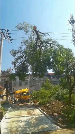 Why Cutting Trees Near Power Lines Is So Complicated
