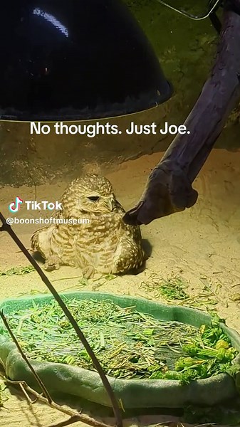 Unusual Burrowing Owl at Boonshoft Museum Compilation