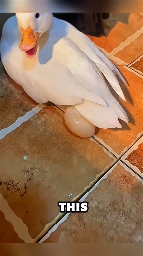 A Caring Man Rescued a Broken Duck Egg #animals #shorts