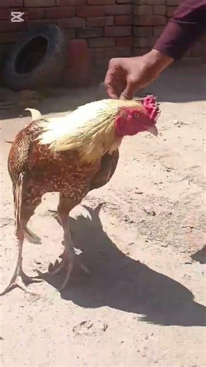 Seasonal care tip: Use Penicillin & Neurobion for active, energetic roosters|#adaseel