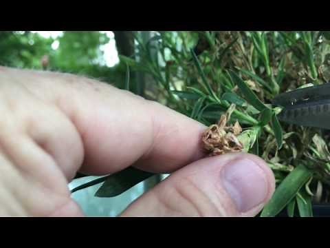 How To Deadhead Dianthus Flowers Video