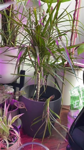 Dealing with Trunk Rot on Dragon Trees