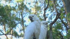 Two white cockatoos in a tree in Australia - Free Stock Video