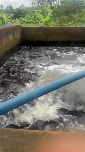 Understanding Aquaculture: A Deep Dive into African Culture