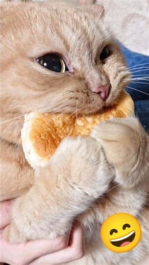 This Kitten Has Found You😻💕 #cat #funny #shorts