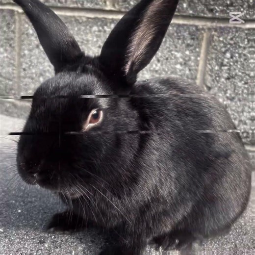 VIBES #shorts #mybunny #rabbit #bunny #edit #youtube #viral