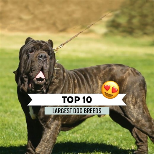 English Mastiff Number #1 Largest Dog | Animals Lovers