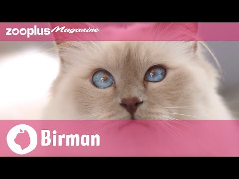 Birman Breed Profile: Characteristics, Breeding & Care
