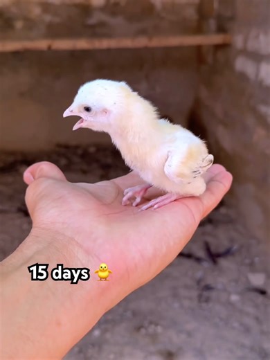 Son of white java transformation video #viralvideo #chicken #chicks #aseel #birds
