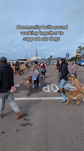 Check out our events in San Diego on the meetup app. Search for the bully breed bunch. #dogtraining #sandiego