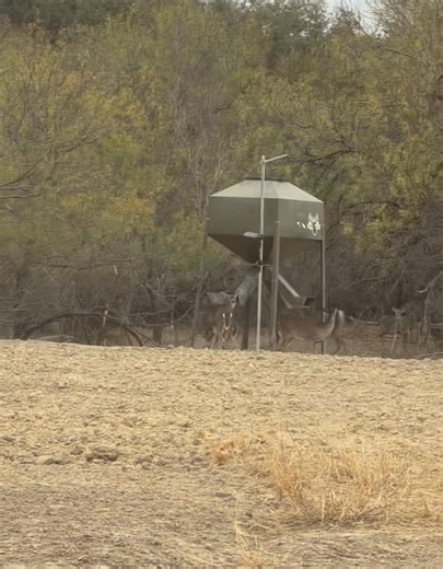 Corn feeders full of “Tine Release” ✔️ Free Choice feeders full of Double Down 20 ✔️ Double Down Minerals at all Tine Release Feeders ✔️ Double Down Mineral’sat water stations ✔️ It’s time to grow next seasons giants! Year round “Tine Release” throwing a few seconds twice a day giving the deer a boost and keeping them on a schedule! Protein feeders feeding 24-7 free choice giving them all they need when ever they want it reducing stress. DD Minerals everywhere! We are already excited about next