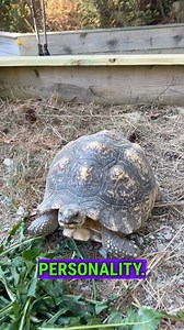 50K views · 2.5K reactions | Giant African Leopard Tortoises in Southern New Jersey! 勞#wildlifeonearth #wildlifeaddicts #otistheturtle #wildlifeplanet #turtle #animalrescue #gardenstatetortoise #funnyreels #leopardtortoise | Garden State Tortoise | Facebook