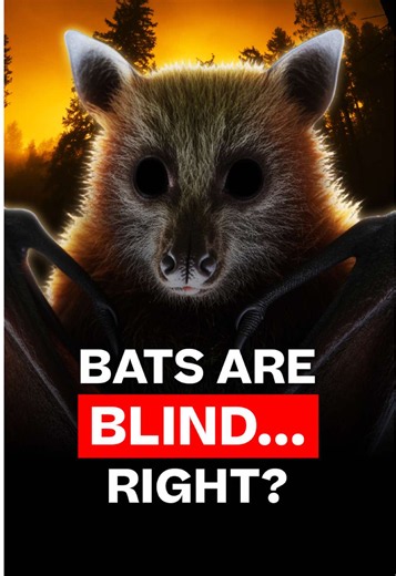 “Blind as a bat”? 🦇 Not exactly. Bats can see, and many use echolocation to hunt in the dark. Their calls help them track what’s around them. #DidYouKnow #FunFacts #AnimalFacts #LearnOnTikTok