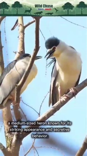Silent Hunter of the Twilight – The Black-crowned Night Heron 🌙🖤☘️🐦 #birds #africananimal