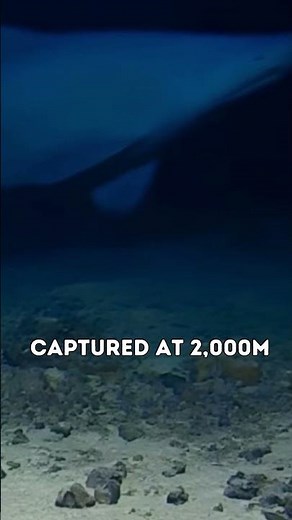 Confirmed Sighting! Footage of Goblin Shark Captured!