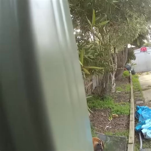 87 reactions · 21 shares | With your help RSPCA NSW can continue to respond to reports of animal cruelty and bring lifesaving care to animals.  | RSPCA NSW | Facebook