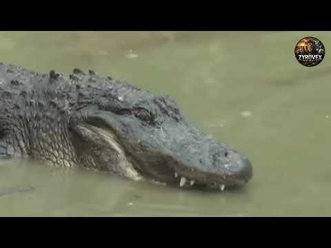 Crocodile vs Giant Python — The Ultimate Swamp