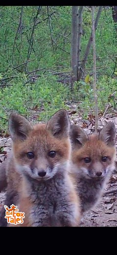 Cute fox puppies at their den 🦊 #wildlife #fox #nature #cute #animals | Cute Foxes