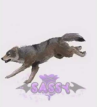 🌌•running with the wolves tonight•🐺