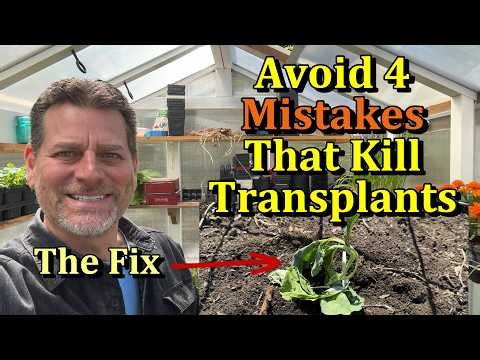 4 Garden Transplant Mistakes to Avoid & The Solutions - How to Plant Transplant Correctly