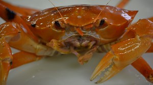 Atlantic red crabs: Learn more about the deep-sea delicacy clawing their way to the table