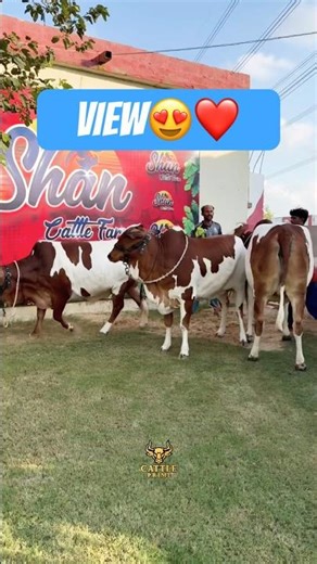 Karachi Cow Mandi | Shan Cattle Farm #short #shorts #ytshorts #shortvideo #shortsfeed #cow